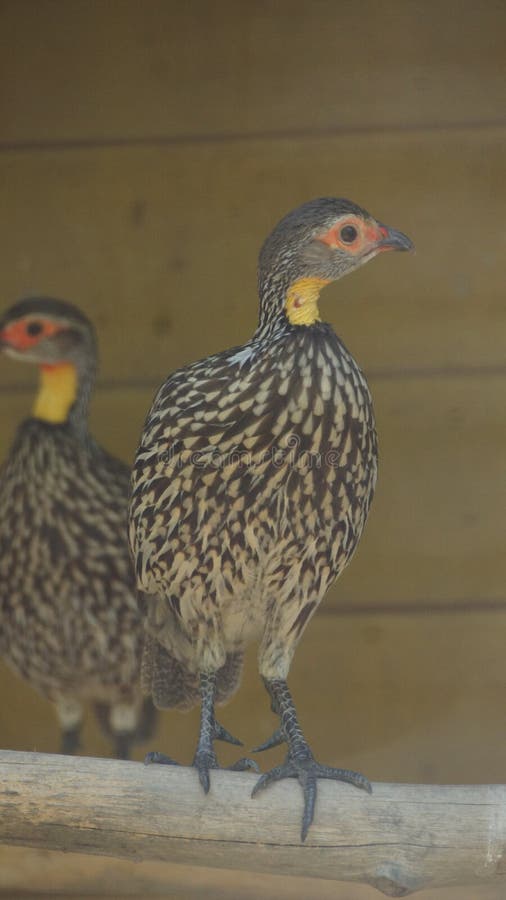 O spurfowl amarelo-necked ou o francolin amarelo-necked são uma espécie de pássaro no Phasianidae da família Esta espécie é nomea fotografia de stock O spurfowl amarelo-necked ou o francolin amarelo-necked são uma espécie de pássaro no Phasianidae da família Esta espécie é nomea fotografia de stock