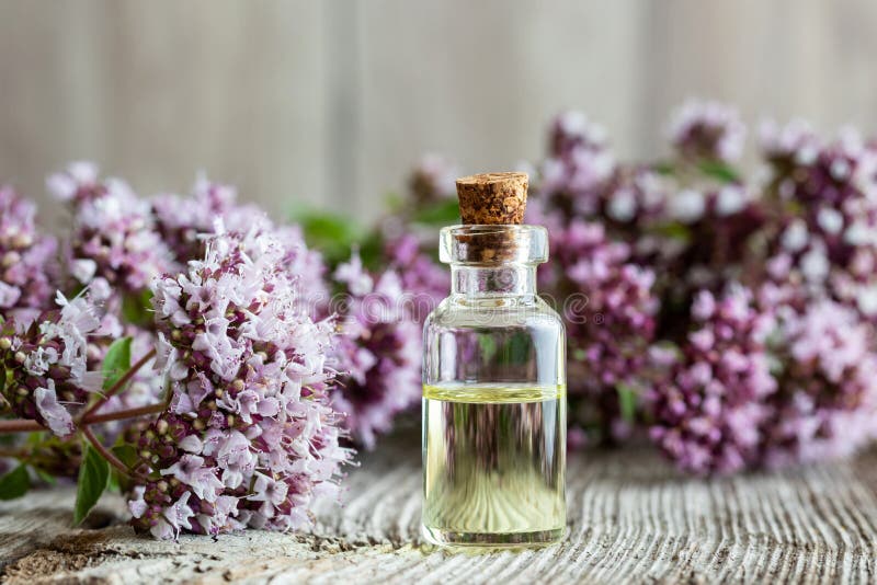 O sticlă de ulei esențial oregano cu oregano proaspăt stock photo