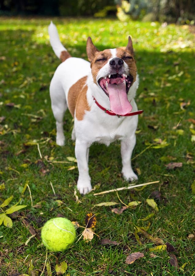 Cão Com a Bola Que Corre Da Criança Que Joga O Jogo Da Atualização Imagem  de Stock - Imagem de persiga, gramado: 87963521