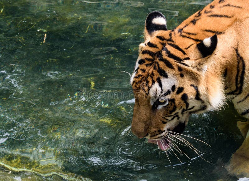 O tigre de Bengal real foto de stock royalty free O tigre de Bengal real foto de stock royalty free