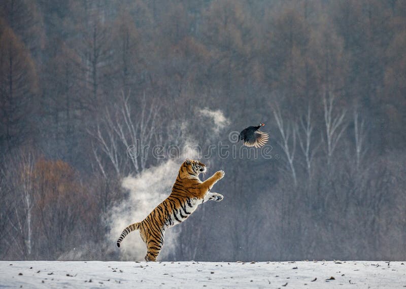Siberian tiger in a jump catches its prey. Very dynamic shot. China Harbin. Mudanjiang province. Hengdaohezi park. Siberian Tiger Park. Winter. Hard frost. Panthera tgris altaica. Siberian tiger in a jump catches its prey. Very dynamic shot. China Harbin. Mudanjiang province. Hengdaohezi park. Siberian Tiger Park. Winter. Hard frost. Panthera tgris altaica