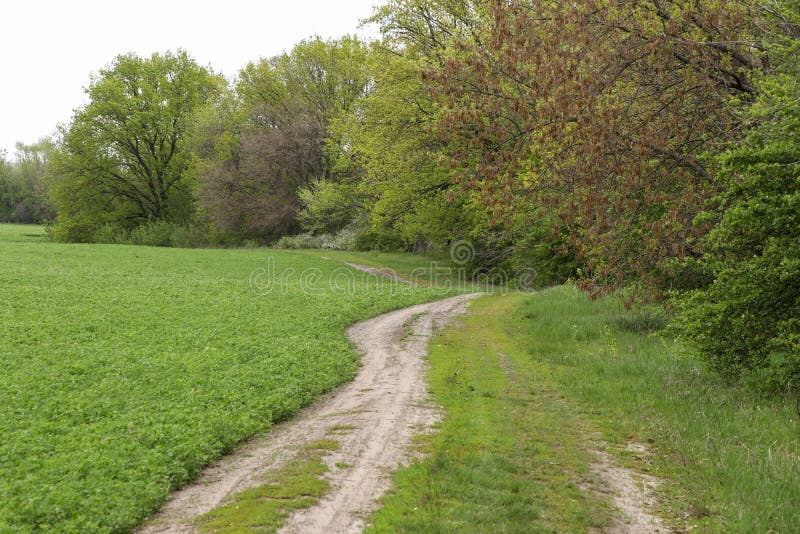 O trajeto ao longo do campo que conduz à floresta, foto horizontal imagens de stock O trajeto ao longo do campo que conduz à floresta, foto horizontal imagens de stock