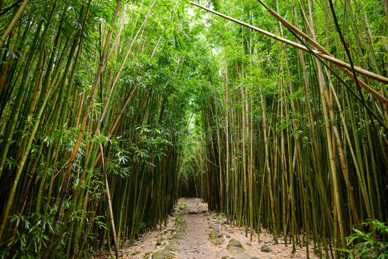 O trajeto através da floresta de bambu densa, conduzindo a Waimoku famoso cai Fuga popular de Pipiwai no parque nacional de Halea fotos de stock O trajeto através da floresta de bambu densa, conduzindo a Waimoku famoso cai Fuga popular de Pipiwai no parque nacional de Halea fotos de stock
