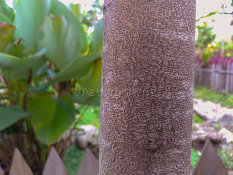 O tronco de árvore, fecha-se acima do tiro Natureza e tiro exterior imagem de stock O tronco de árvore, fecha-se acima do tiro Natureza e tiro exterior imagem de stock