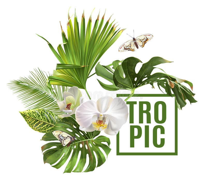 O trópico planta a bandeira ilustração do vetor O trópico planta a bandeira ilustração do vetor