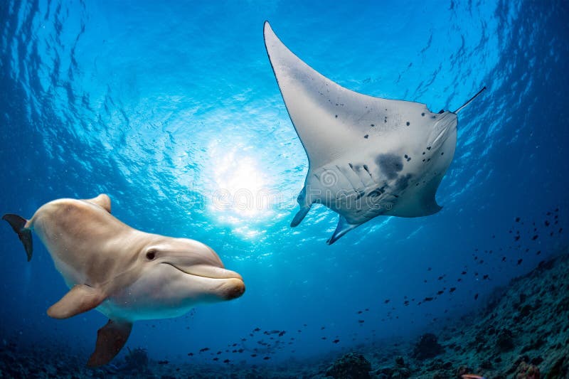 O underwater do golfinho encontra um manta foto de stock royalty free O underwater do golfinho encontra um manta foto de stock royalty free
