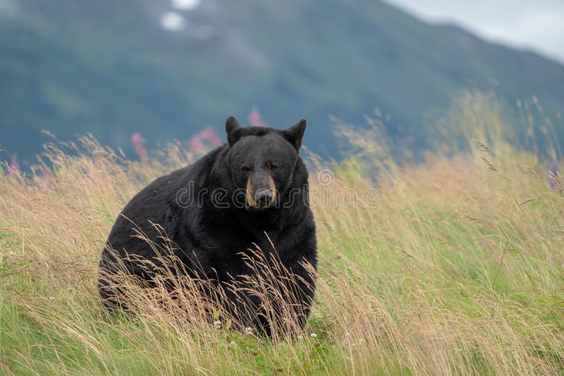 O urso preto bonito de Alaska senta-se em um prado, olhando fora ao imagens de stock