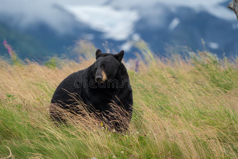 O urso preto bonito de Alaska senta-se em um prado, olhando fora ao lado em Alaska imagem de stock royalty free