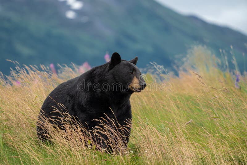 O urso preto bonito de Alaska senta-se em um prado, olhando fora ao lado, língua para fora imagens de stock