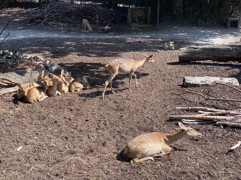 Banco de imagens : natureza, grama, Prado, animais selvagens, Cervo, verde,  Pacífico, mamífero, fauna, corça, animal selvagem, feliz, vertebrado,  Hirsch, atenção, mundo animal, Paarhufer, No livre, Veado vermelho, gazela  de cauda branca