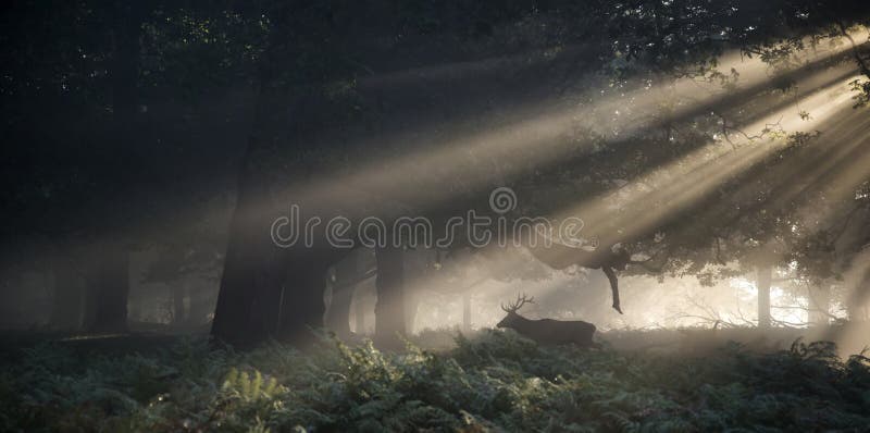 O veado dos veados vermelhos iluminado pelo sol impressionante irradia-se através da floresta l fotos de stock O veado dos veados vermelhos iluminado pelo sol impressionante irradia-se através da floresta l fotos de stock