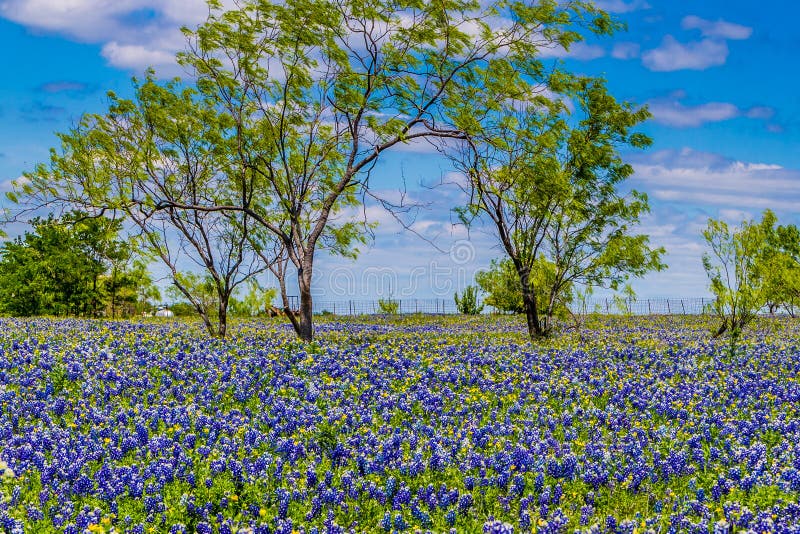 O vedere colorată și clară a câmpului texan acoperit cu vestitele cavouri din Texas. royalty free stock photography