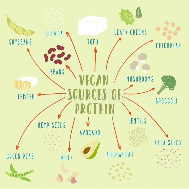 Vegan plant-based sources of protein. Vector hand drawn illustration. Vegan plant-based sources of protein. Vector hand drawn illustration