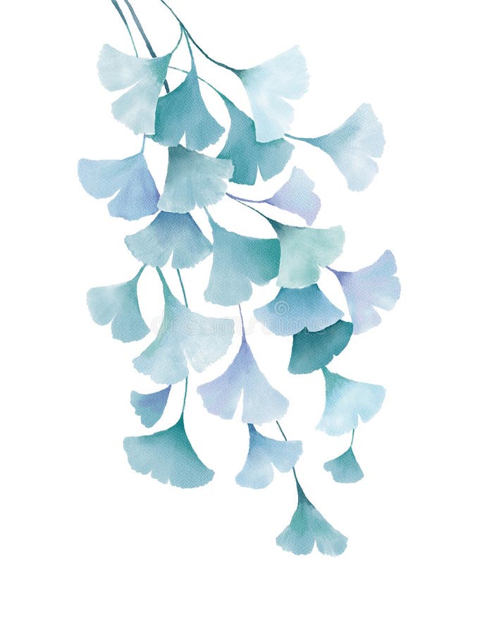 O verde da aquarela do biloba da nogueira-do-Japão deixa o desenho floral isolado no fundo branco ilustração royalty free O verde da aquarela do biloba da nogueira-do-Japão deixa o desenho floral isolado no fundo branco ilustração royalty free