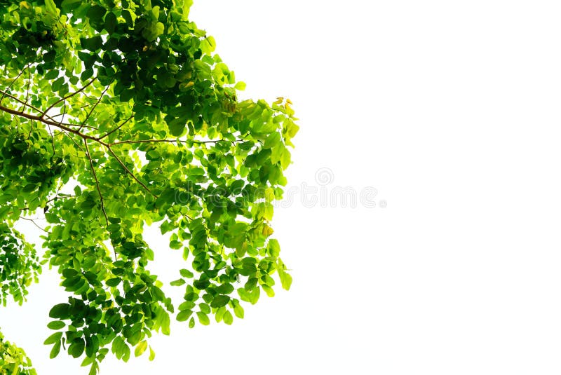 O verde deixa a natureza no fundo branco foto de stock O verde deixa a natureza no fundo branco foto de stock
