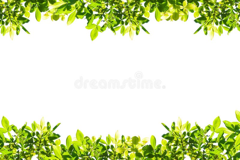 O verde deixa o frame isolado no fundo branco imagens de stock O verde deixa o frame isolado no fundo branco imagens de stock