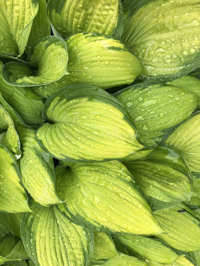 O verde hospeda as folhas no fundo da natureza, folhas grandes da planta com gotas da água de chuva na imagem natural limpa fresc ilustração stock O verde hospeda as folhas no fundo da natureza, folhas grandes da planta com gotas da água de chuva na imagem natural limpa fresc ilustração stock