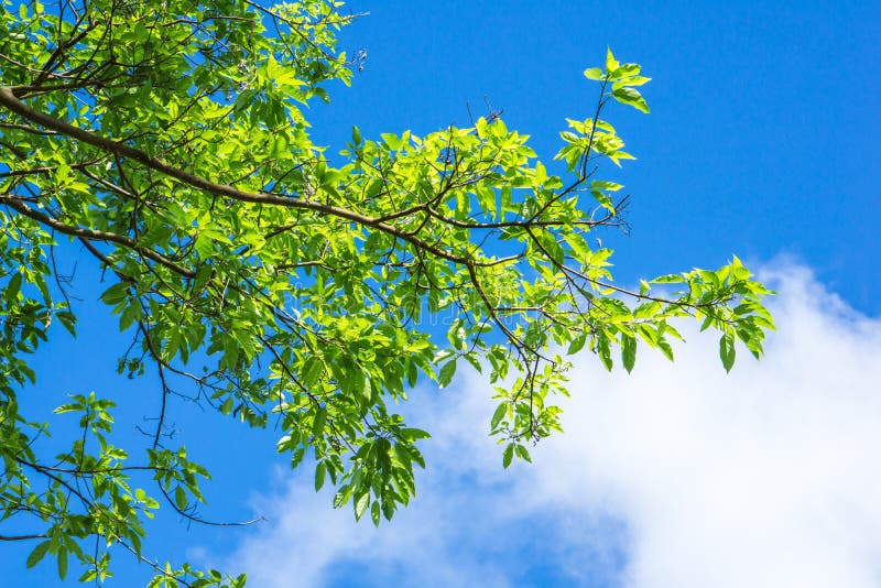 O verde sae contra o céu azul e nubla-se o fundo da natureza, fotos de stock O verde sae contra o céu azul e nubla-se o fundo da natureza, fotos de stock