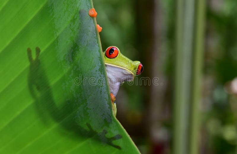 O vermelho eyed a rã de árvore verde, corcovado, Costa-Rica
