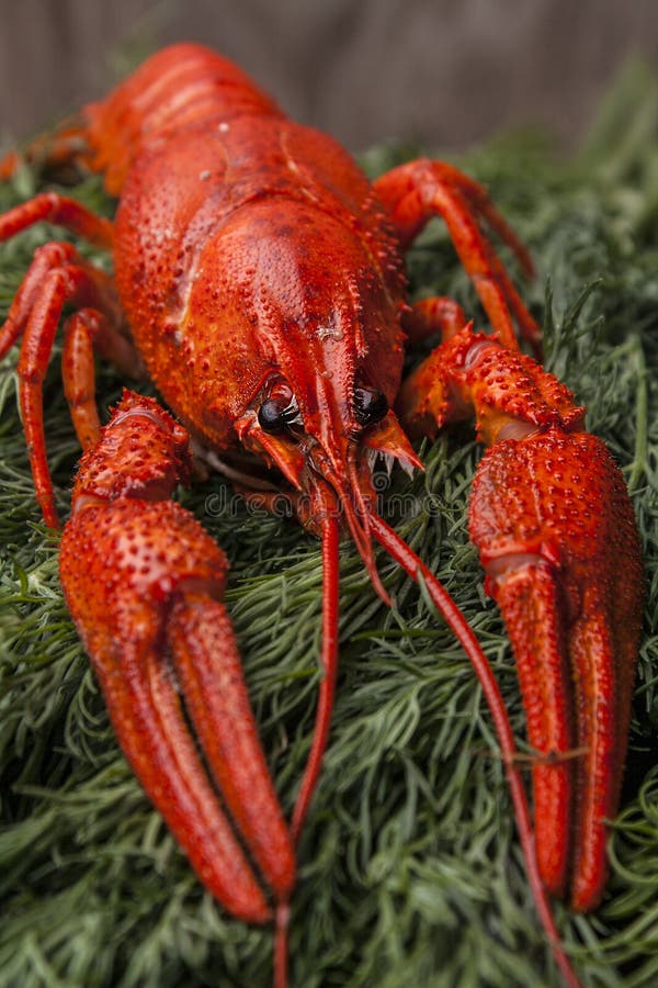 O vermelho grande ferveu a lagosta no fundo verde da broca Petiscos da cerveja imagem de stock O vermelho grande ferveu a lagosta no fundo verde da broca Petiscos da cerveja imagem de stock