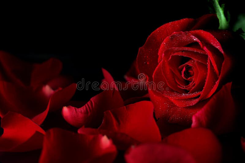 O vermelho levantou-se imagens de stock royalty free O vermelho levantou-se imagens de stock royalty free
