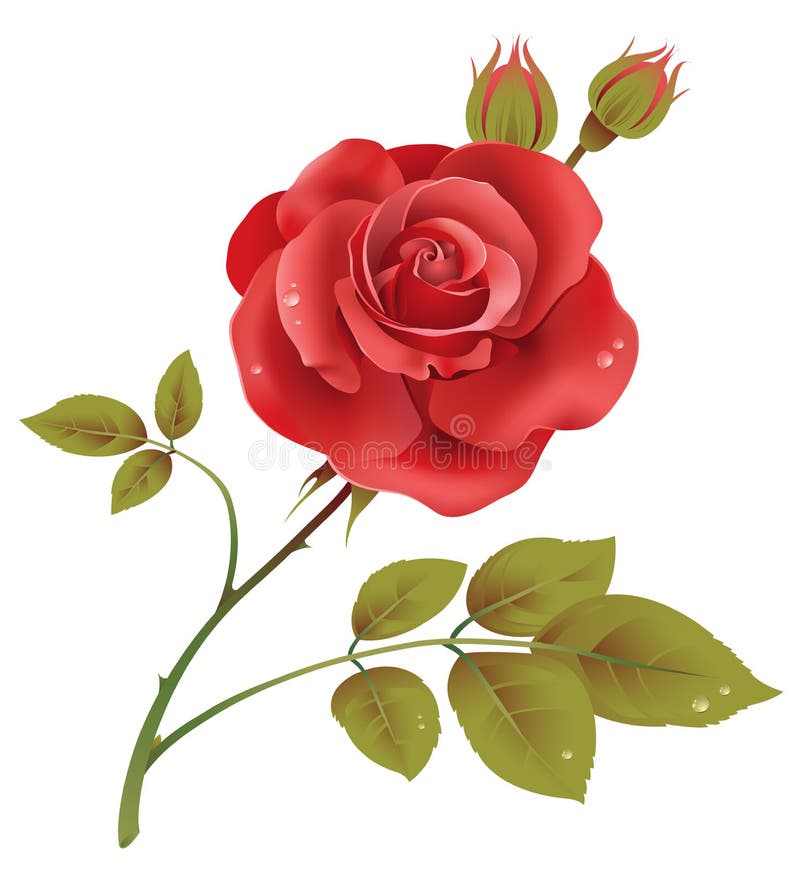 O vermelho levantou-se ilustração royalty free O vermelho levantou-se ilustração royalty free