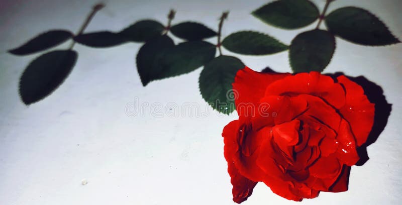 O vermelho levantou-se fotografia de stock O vermelho levantou-se fotografia de stock
