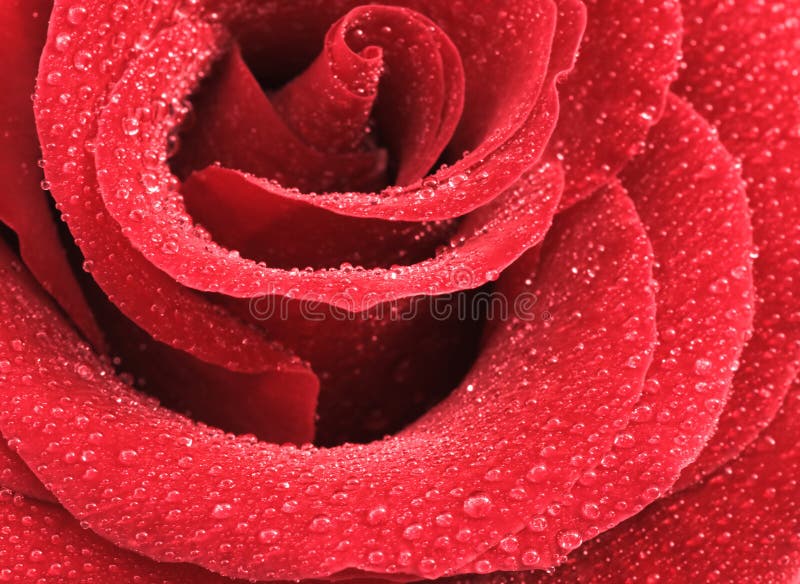 O vermelho levantou-se com gotas da água imagem de stock O vermelho levantou-se com gotas da água imagem de stock