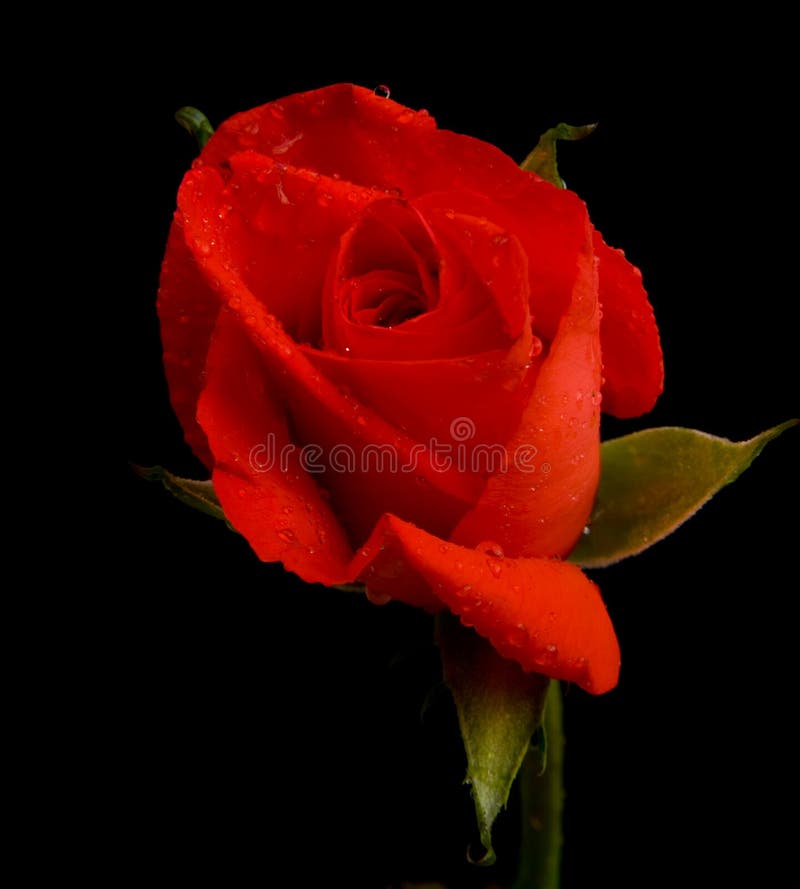 A red rose bud just opening out on a dark plain background. A red rose bud just opening out on a dark plain background.