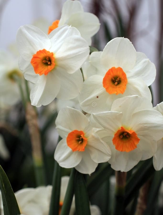 O vertical narciso amarelo amarelo e branco de quatro floresce em um jardim imagem de stock O vertical narciso amarelo amarelo e branco de quatro floresce em um jardim imagem de stock