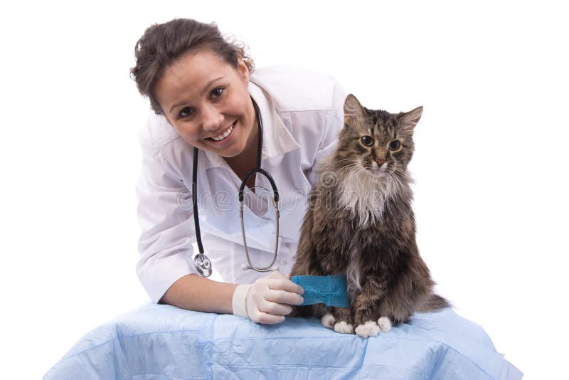 O veterinário tem o gato da examinação com pé dorido