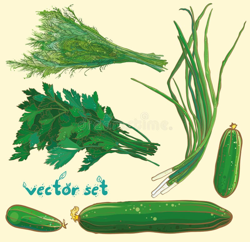 Vector illustration with scallions, dill, parsley, cucumbers. Vegetables and herbs set. eps 10. Vector illustration with scallions, dill, parsley, cucumbers. Vegetables and herbs set. eps 10