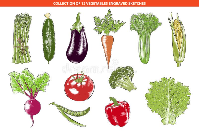 Vector engraved style organic vegetables collection for posters, decoration, packaging. Hand drawn colorful sketches isolated on white background. Detailed vintage woodcut drawing. Vector engraved style organic vegetables collection for posters, decoration, packaging. Hand drawn colorful sketches isolated on white background. Detailed vintage woodcut drawing
