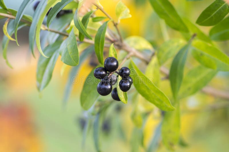 O vulgare do Ligustrum amadureceu os frutos de bagas pretos, ramos com folhas, cores do arbusto do outono na luz solar