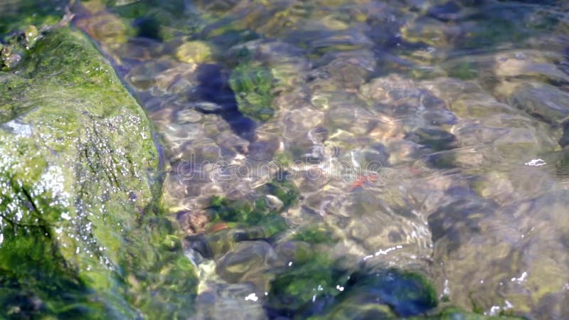 O vídeo próximo da água que corre através de algas cobriu rochas