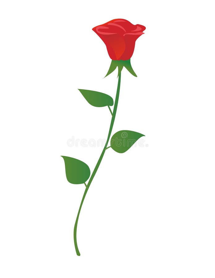 Vector illustration of single red rose. Vector illustration of single red rose