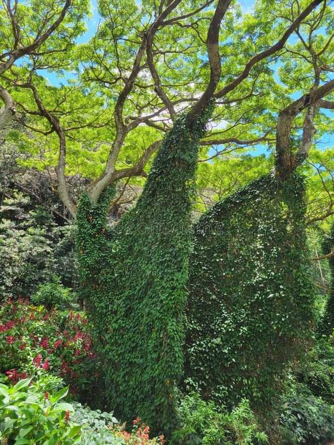 Hanging vines stock image. Image of shrub, plant, oahu 220566325