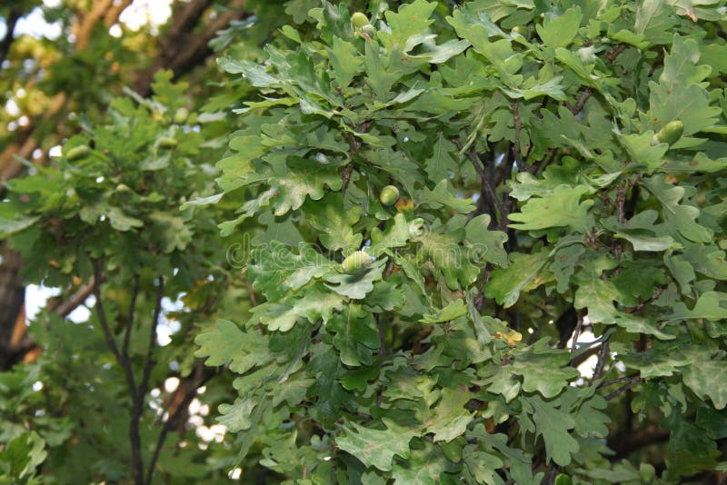 Oak leaves with the acorns