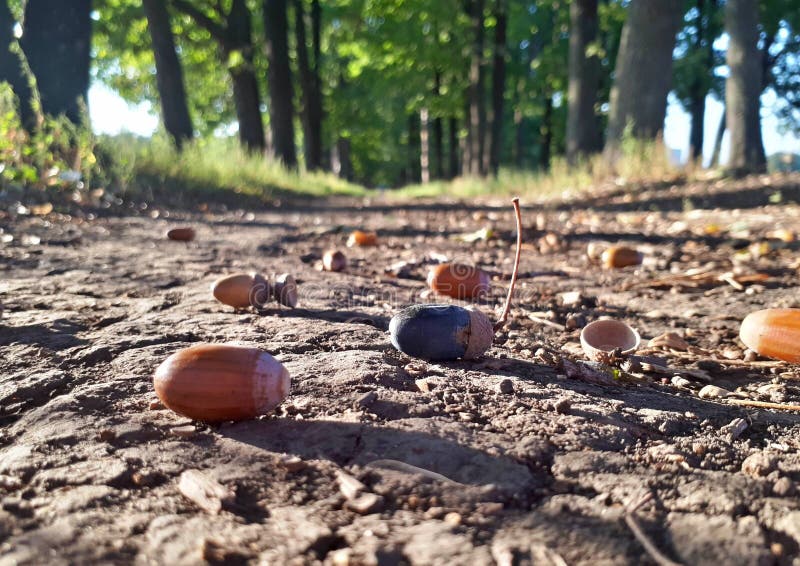 Oak alley in the autumn warm day, acorns on the ground royalty free stock photo Oak alley in the autumn warm day, acorns on the ground royalty free stock photo
