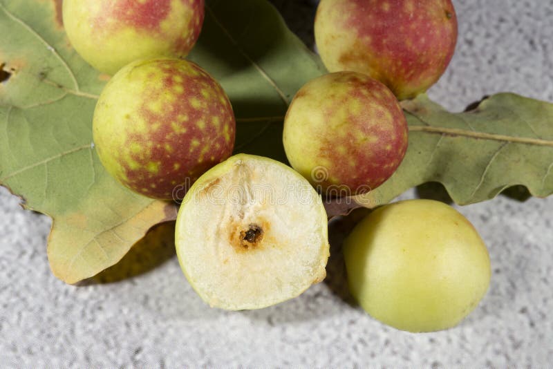 Oak Apples on the Underside of an Oak Leaf. Round Balls on an Oak Leaf