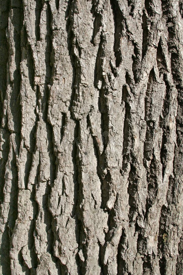 Oak bark's texture vertically.