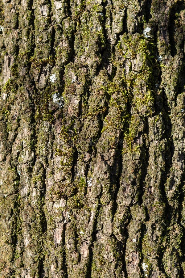 Oak bark secular tall tree stock image. Image of foliage 269200601