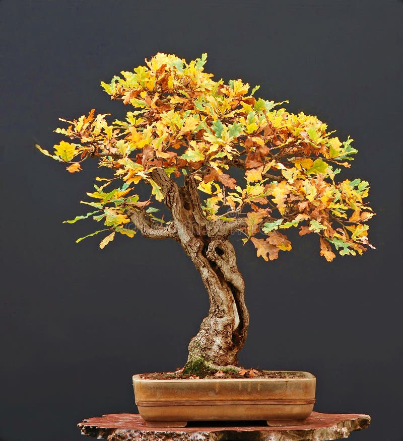Oak bonsai in fall stock photo. Image of deciduous, bonsai 3459590