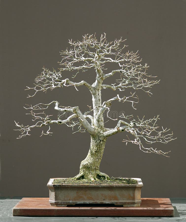 Evropský dub, Quercus robur, 60 cm vysoký, 50 let starý, ze stromu shromážděné v Německu, hrnec Derek Aspinall, stylizovaný Walter Pall, obrázek 4 / 2006