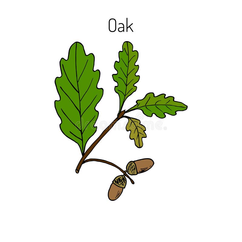 Oak Branch with Green Leaves and Acorns Stock Vector Illustration of