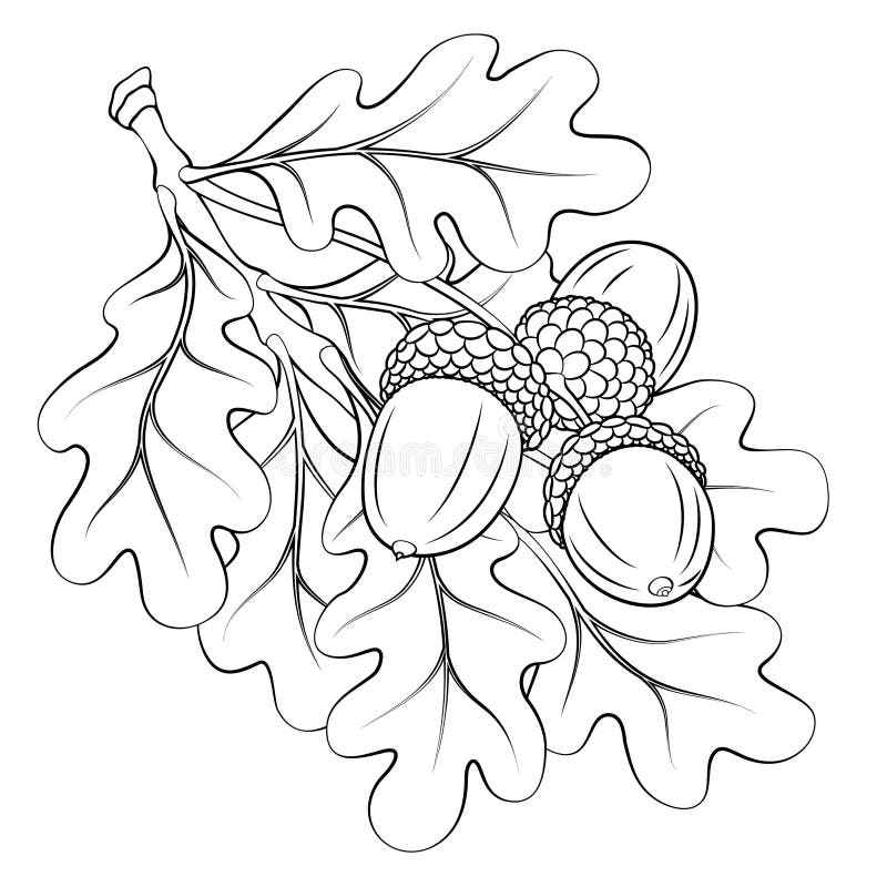 black oak leaf and acorn drawing black oak leaf and acorn drawing