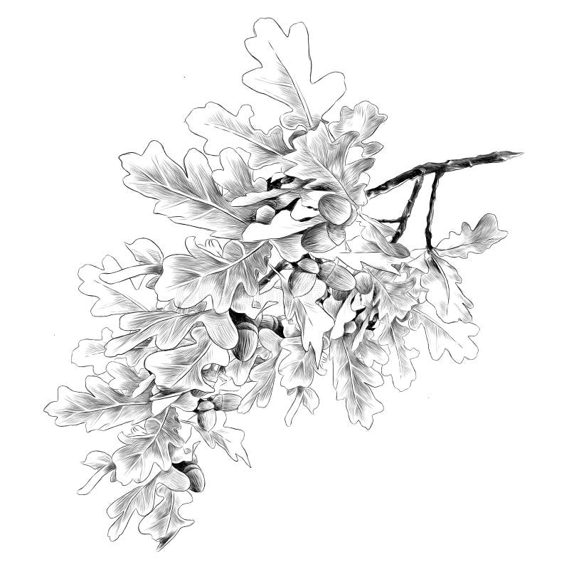 Oak branch sketch vector graphics vector illustration