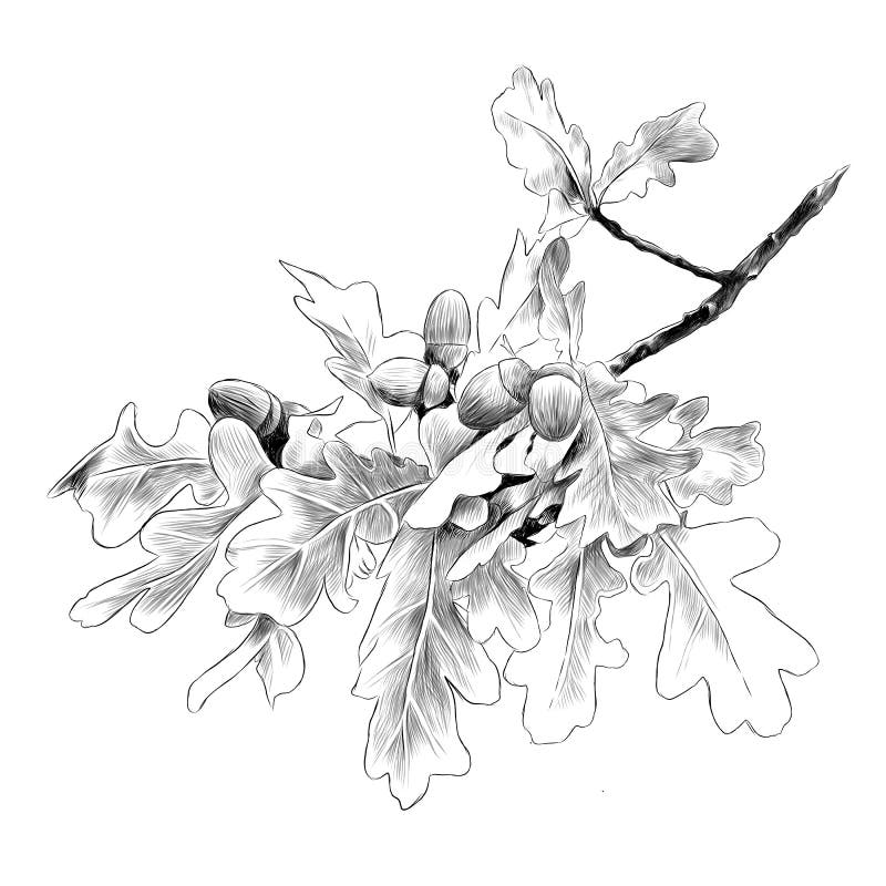 Oak branch sketch vector graphics vector illustration