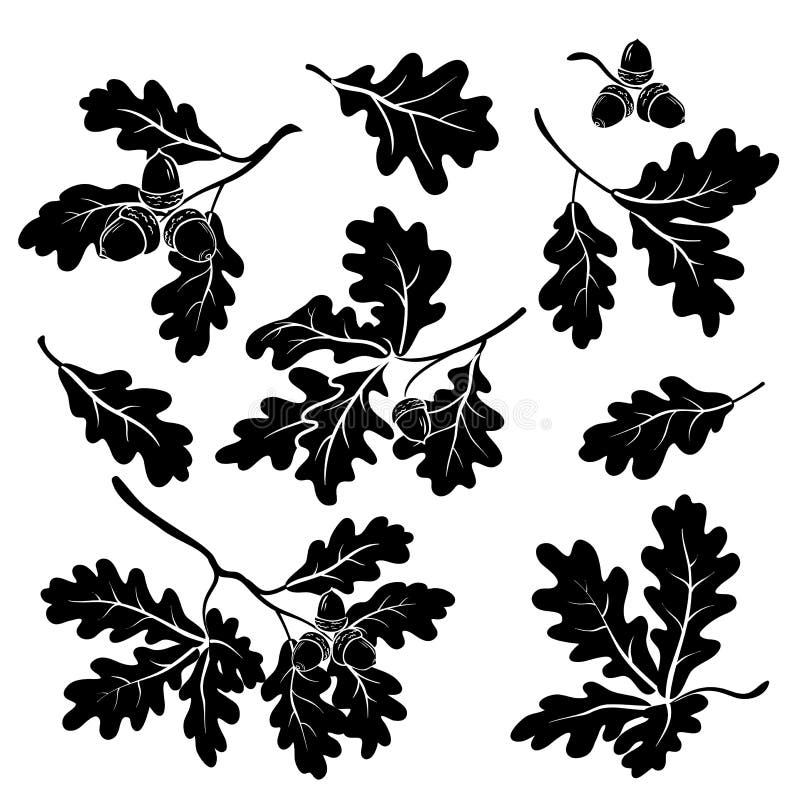 Oak branches with acorns, silhouettes vector illustration