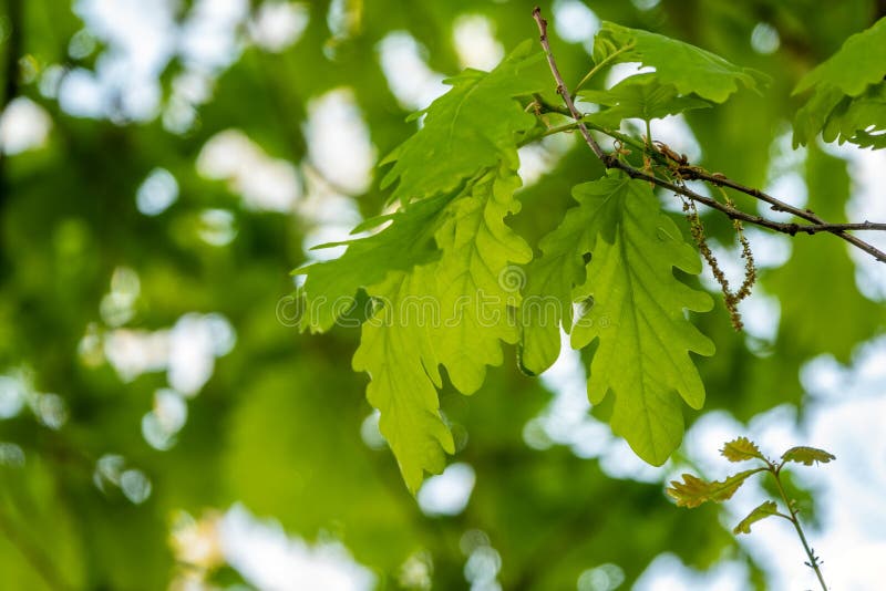 Oak Branches with Green Leaves Against a White Background Stock Photo